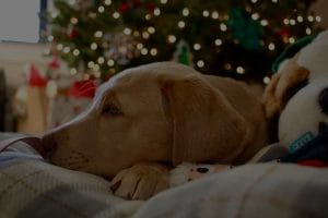 Affordable Feng Shui-Budget-Friendly Ornaments for Every Home