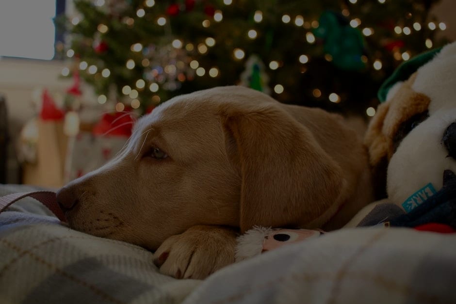 Affordable Feng Shui-Budget-Friendly Ornaments for Every Home