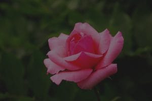Attract Love and Relationships-Effective Feng Shui Ornaments for Singles