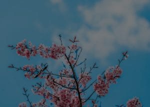 Choosing Feng Shui Colors and Ornaments for Seasonal Changes