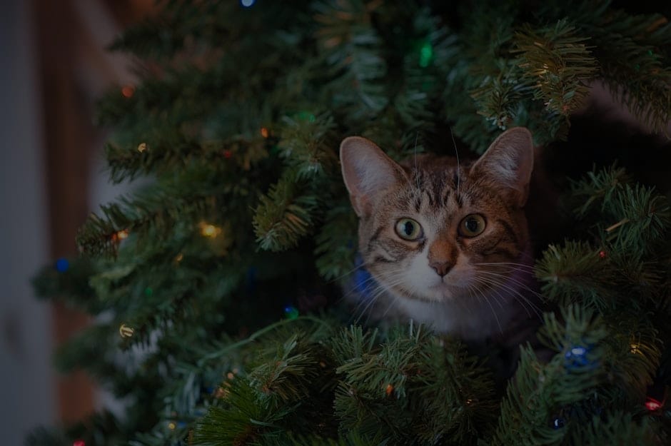 Choosing Feng Shui Ornaments-What to Look for in Your Home Decor
