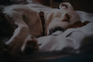 Choosing the Best Feng Shui Energy Ornaments for a Peaceful Bedroom