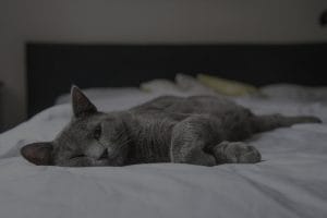 Choosing the Right Feng Shui Decor for Your Bedroom-A Guide to Restful Sleep