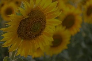 Choosing the Right Feng Shui Energy Ornaments for Your Garden or Outdoor Space