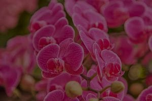 Choosing the Right Feng Shui Ornament-A Guide for Beginners