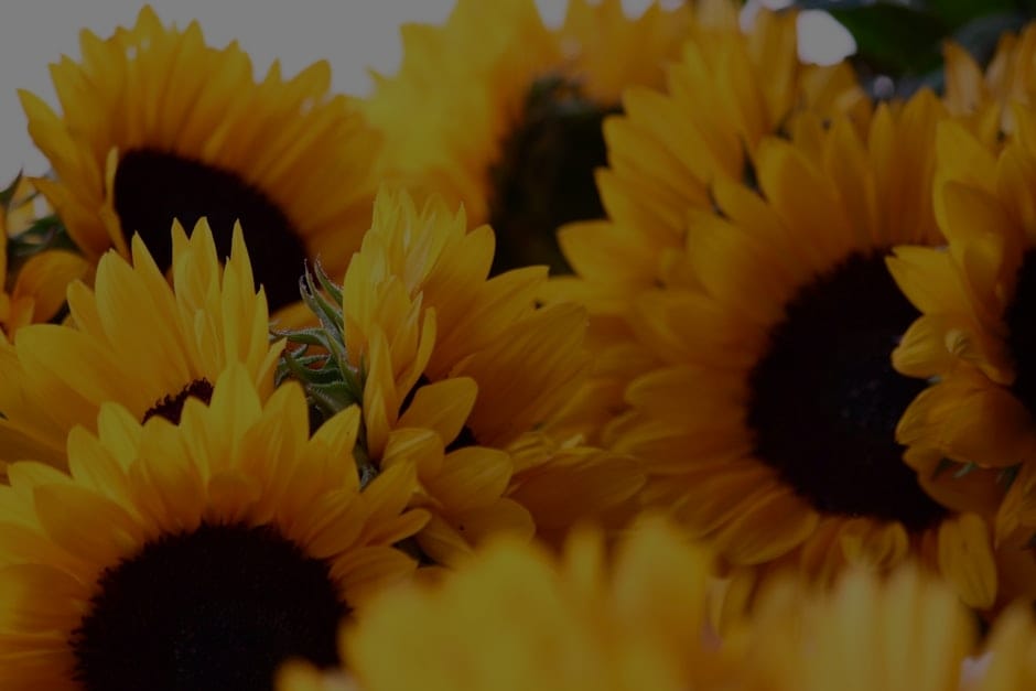 Choosing the Right Feng Shui Ornaments for Your Garden-Attract Nature's Energy
