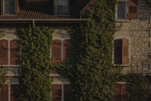 Choosing the Right Feng Shui Plants for a Balanced Home Environment