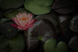 Create a Harmonious Environment with Feng Shui Decor