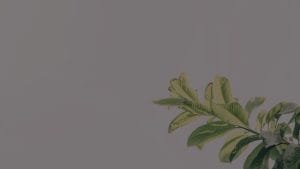 Create a Harmonious Garden-Feng Shui Energy Ornaments for Outdoor Spaces