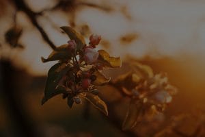 Create a Peaceful Atmosphere-Using Feng Shui Energy Ornaments in Your Garden