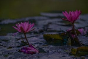 Creating a Harmonious Outdoor Space-Feng Shui Ornaments for Gardens