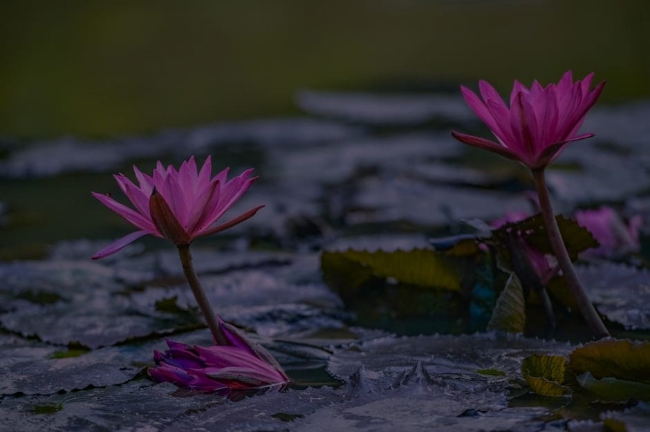 Creating a Harmonious Outdoor Space-Feng Shui Ornaments for Gardens