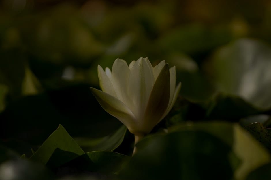 Creating a Zen Garden-Feng Shui Elements for Outdoor Serenity