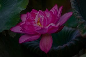 Creating a Zen Garden-Feng Shui Energy Ornaments for Outdoor Spaces