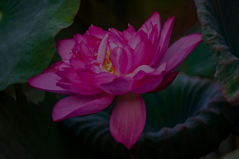 Creating a Zen Garden-Feng Shui Energy Ornaments for Outdoor Spaces