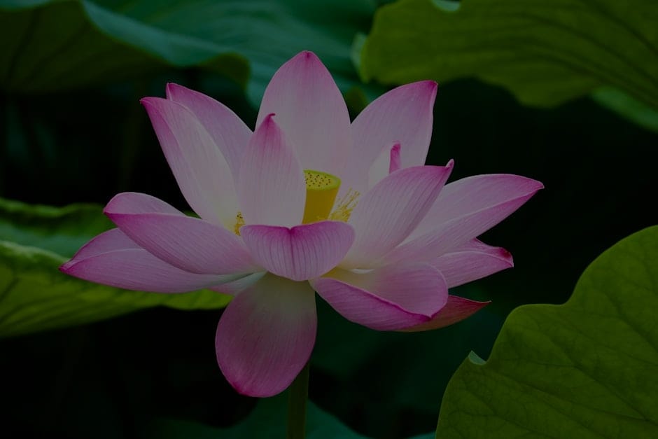 Creating a Zen Garden-Feng Shui Ornaments for Outdoor Serenity