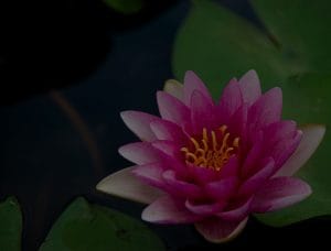 Creating a Zen Garden-Feng Shui Ornaments for Outdoor Spaces
