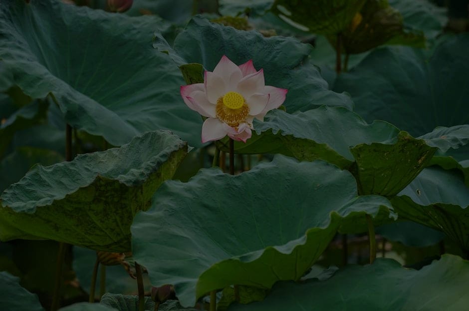 Creating a Zen Garden-Feng Shui Ornaments for Outdoor Spaces and Relaxation