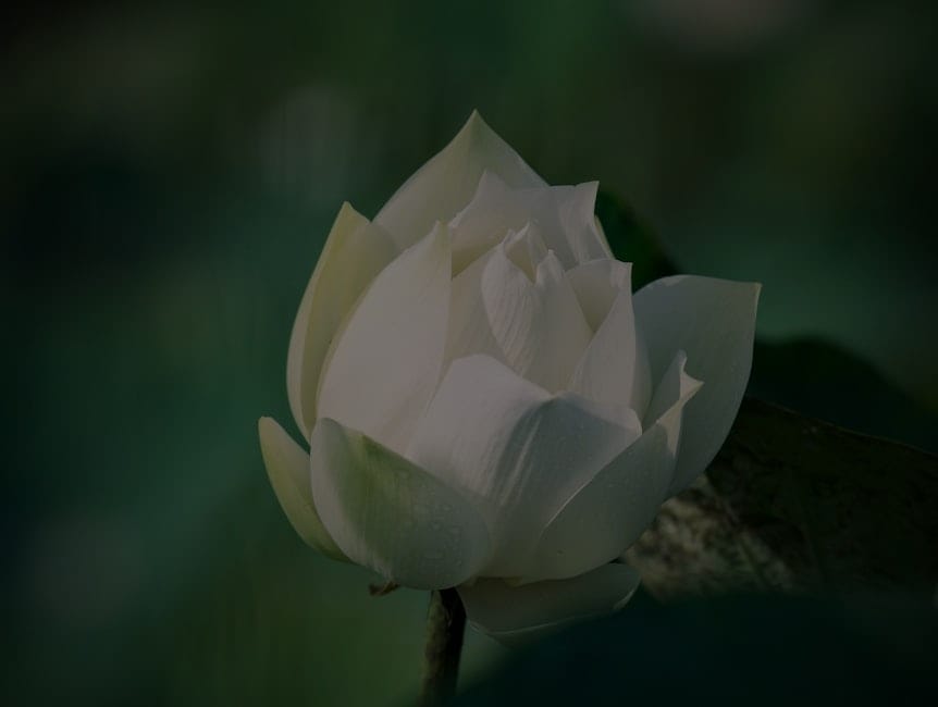 Creating a Zen Garden-Feng Shui Ornaments for Outdoor Spaces and Tranquility
