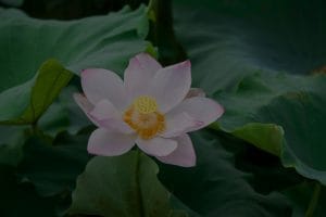 Creating Balance-How to Use Feng Shui Ornaments in Your Garden
