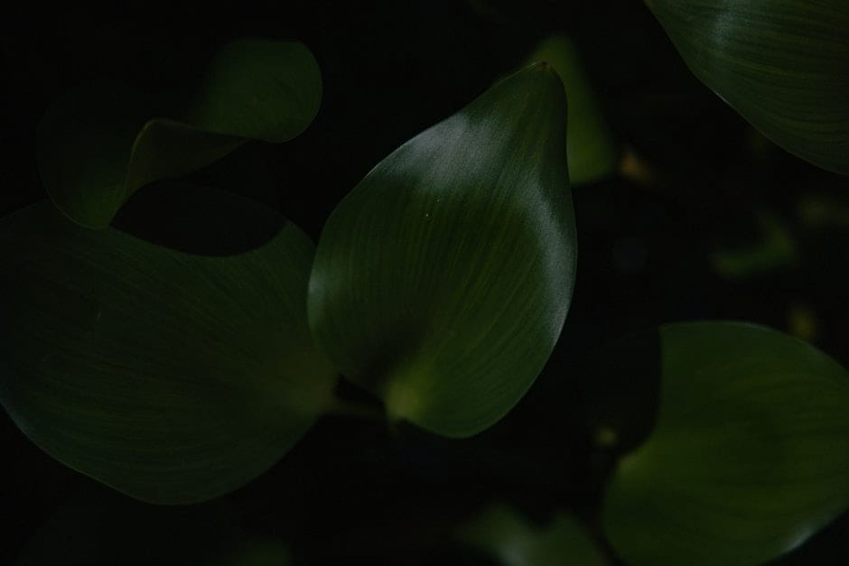 Designing a Zen Garden-Feng Shui Elements for Outdoor Spaces