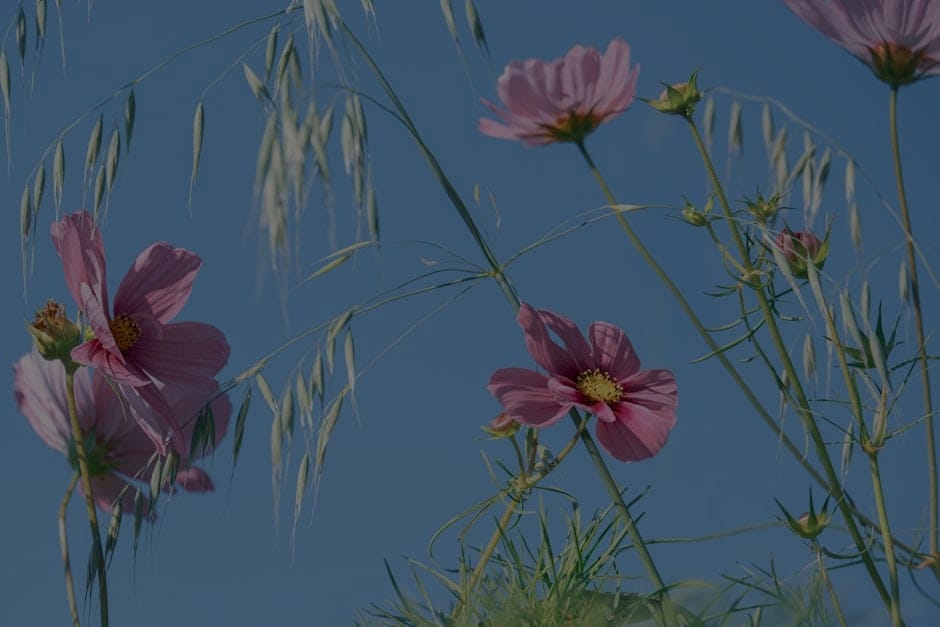 Designing Your Garden with Feng Shui-Ornaments to Promote Growth and Vitality