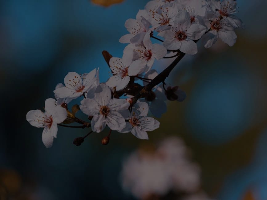 Discover the Secrets-How Feng Shui Ornaments Can Change Your Life Today