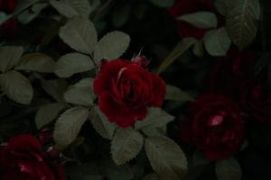 Effective Feng Shui Practices-Ornaments to Invite Love and Romance
