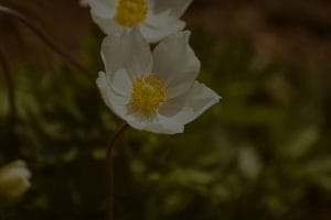 Elevate Your Garden-Feng Shui Energy Ornaments to Enhance Outdoor Spaces
