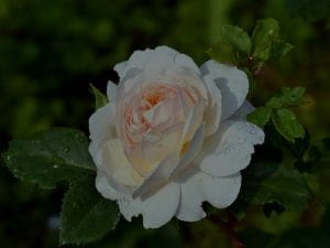 Elevate Your Garden-Feng Shui Ornaments for Outdoor Serenity
