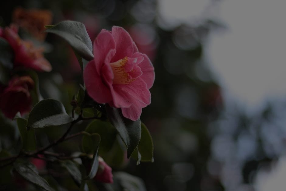 Elevate Your Garden Space-Feng Shui Ornaments for Outdoor Serenity