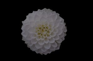 Elevate Your Garden Space with Feng Shui Energy Ornaments