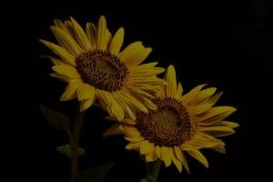 Elevate Your Garden's Energy-Feng Shui Tips for Outdoor Ornaments