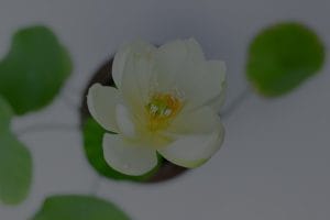 Elevate Your Meditation Space-Essential Feng Shui Items for Spiritual Growth