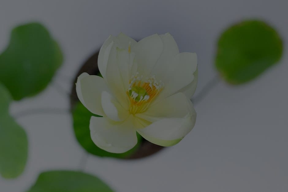 Elevate Your Meditation Space-Essential Feng Shui Items for Spiritual Growth