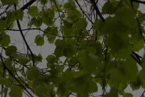 Elevate Your Outdoor Space-Feng Shui Elements to Enhance Your Garden Energy