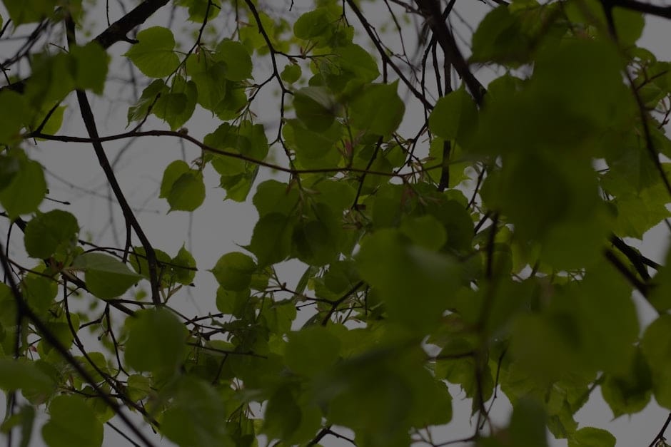 Elevate Your Outdoor Space-Feng Shui Elements to Enhance Your Garden Energy