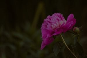 Elevate Your Outdoor Space-Feng Shui Energy Ornaments for a Peaceful Garden