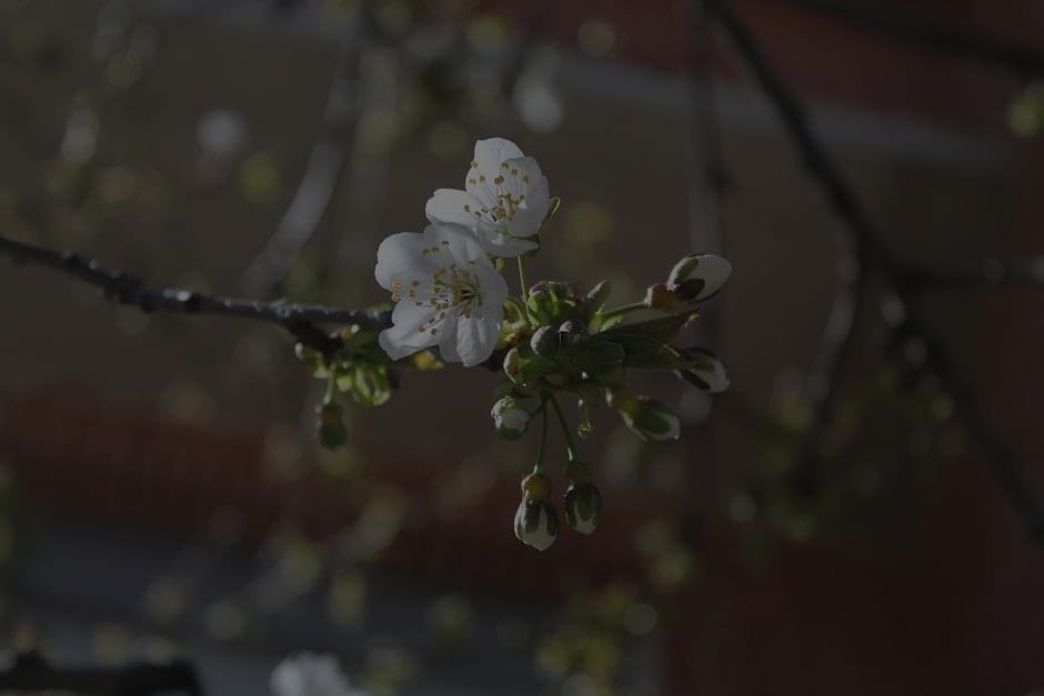 Energize Your Life-Choosing the Right Feng Shui Ornaments for Personal Growth