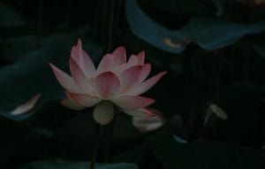 Energize Your Meditation Space-Feng Shui Items for Spiritual Growth