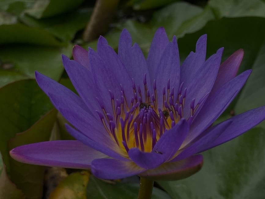 Enhance Your Garden-Feng Shui Ornaments for Outdoor Serenity