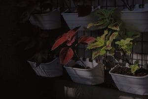 Enhance Your Garden's Energy with Feng Shui Ornaments-A Practical Guide
