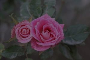 Enhance Your Love Life-Feng Shui Ornaments for Romantic Energy