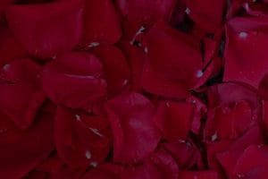 Enhance Your Love Life-The Best Feng Shui Ornaments for Romance