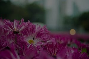 Enhance Your Outdoor Space-Feng Shui Energy Ornaments for a Peaceful Garden
