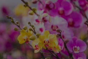 Enhance Your Outdoor Space-Feng Shui Energy Ornaments for Gardens