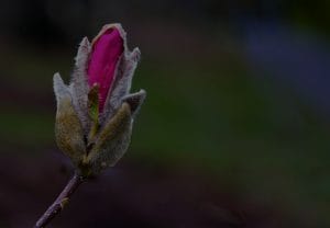 Enhancing Your Garden-Feng Shui Elements for Outdoor Serenity