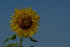 Enhancing Your Garden with Feng Shui Energy Ornaments-Tips for Outdoor Spaces