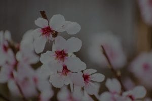 Enhancing Your Garden with Feng Shui-Ornaments for Outdoor Spaces