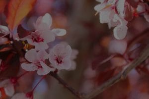 Enhancing Your Garden with Feng Shui Ornaments for Serenity and Growth